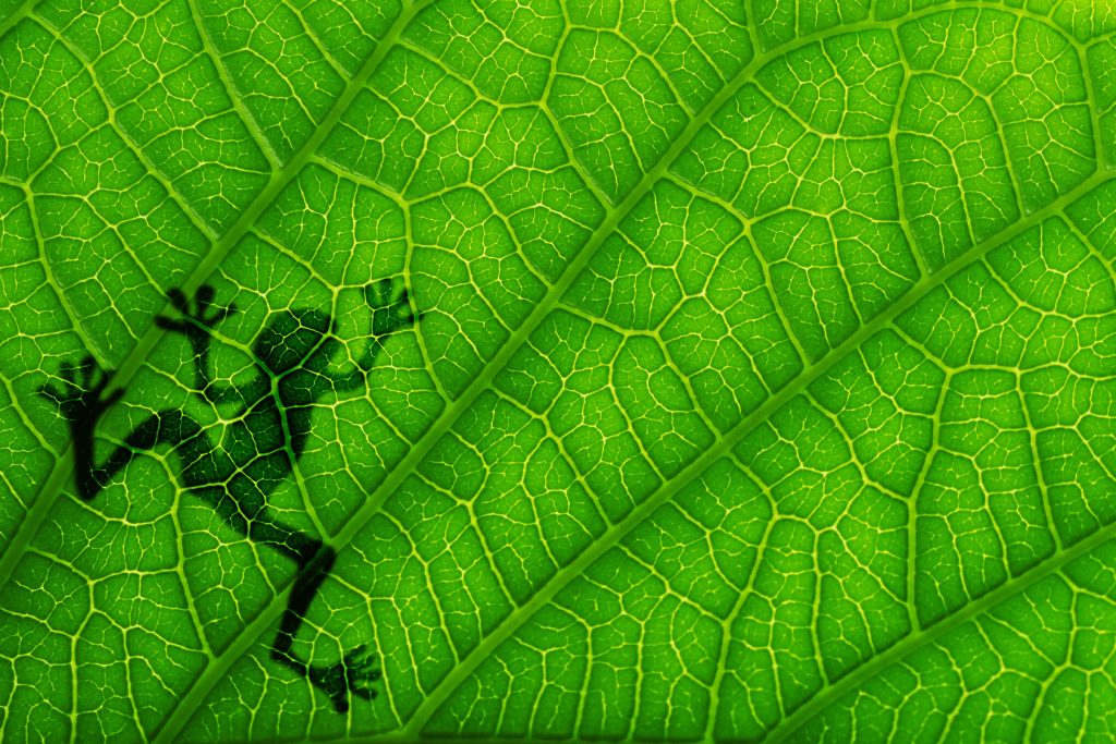 Frog shadow on the green leaf. Close up on green leaf texture